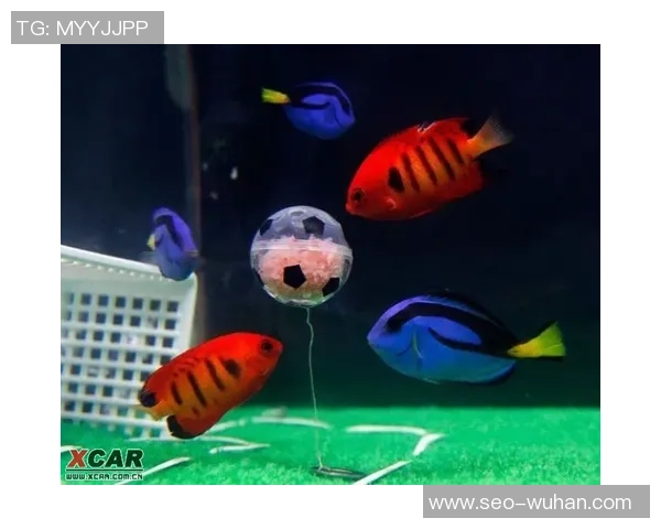 在鱼缸中踢足球的奇妙体验与鱼类的反应探秘
